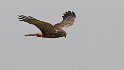 Marsh Harrier hunting (6)